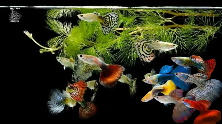 Mudah Dirawat dan Dikembangbiakkan, Coba Pelihara Ikan Guppy