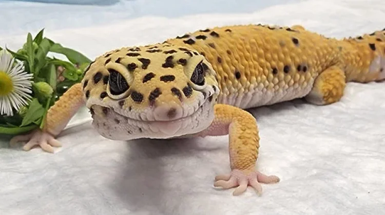 Gecko Bisa Melihat dalam Gelap?