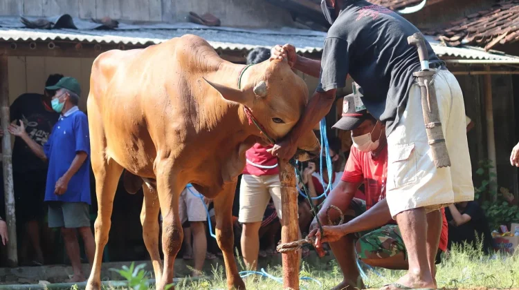 Tradisi Idul Adha Nusantara: Dari Meugang Aceh hingga Gotong Royong di Kampung
