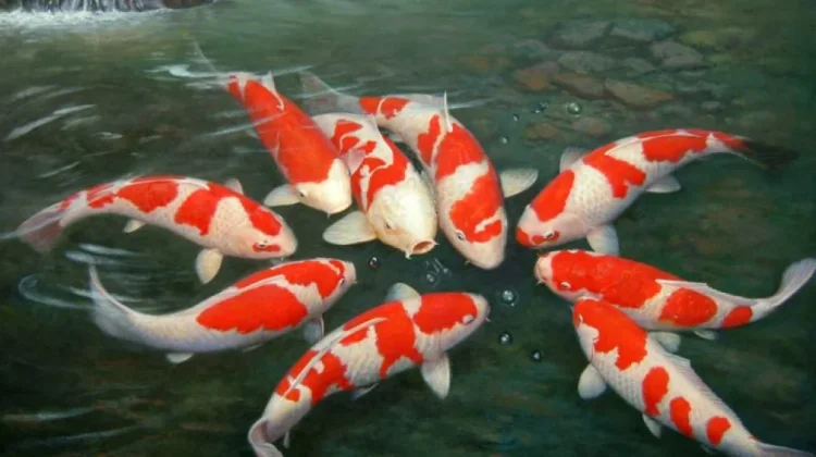 Ikan Koi, Lambang Kemakmuran dan Ketekunan