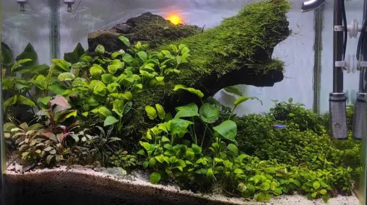 Hobi Keindahan Aquarium, Apa Itu Aquascape?