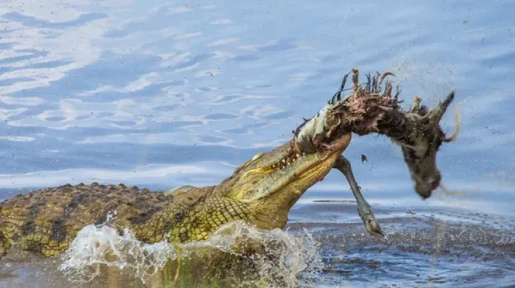 Bagaimana Reptil Menyeimbangkan Ekosistem?