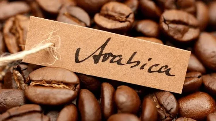 Arabika Jadi Primadona Diantara Jenis Kopi Lainnya?