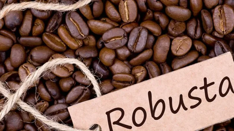 Mengapa Robusta Mengandung Banyak Kafein?