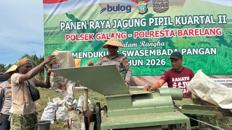 Lahan 2 Hektare di Galang Hasilkan 10 Ton Jagung untuk Dukung Ketahanan Pangan