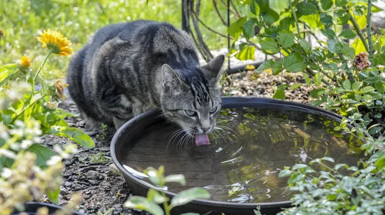 Pentingnya Minum Air Putih Setiap Hari