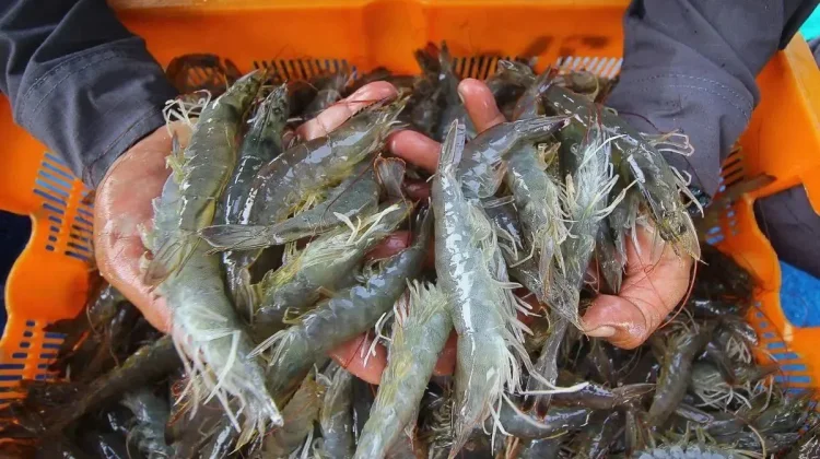 [Hoaks] Tautan Pendaftaran Bantuan Bibit Udang Gratis 2026