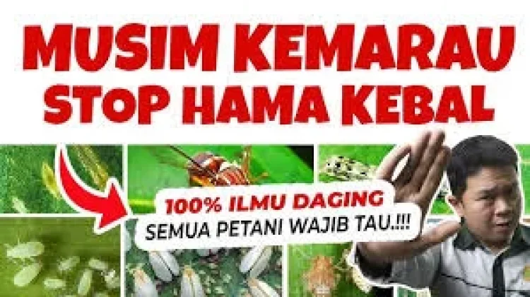 Sejarah Peringatan Hari Hama Sedunia