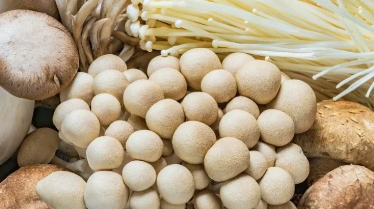 Kenali Cara Mengolah Berbagai Jenis Jamur agar Hasil Masakan Lebih Lezat