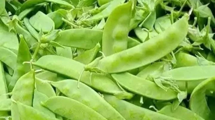 Kacang Kapri dan Manfaatnya untuk Kesehatan