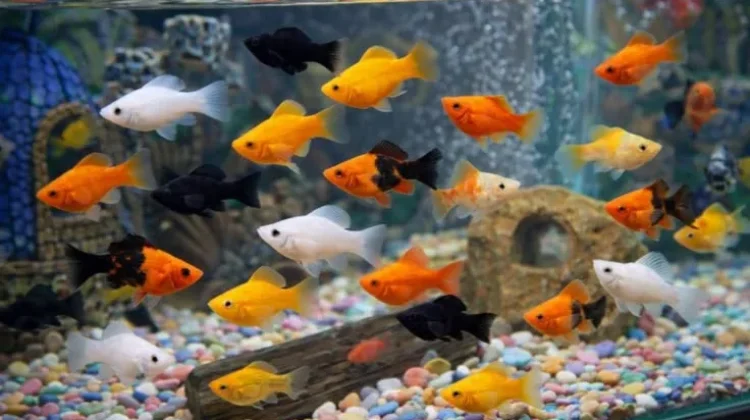10 Ikan Galon yang Mudah Dipelihara