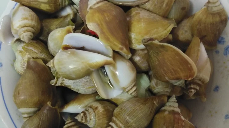 Mengenal Gonggong, Hidangan Laut Khas Kepulauan Riau