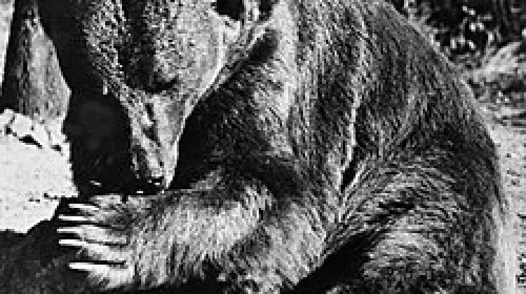 Wojtek: Beruang yang Menjadi Prajurit Polandia di Perang Dunia II (Bagian 1)