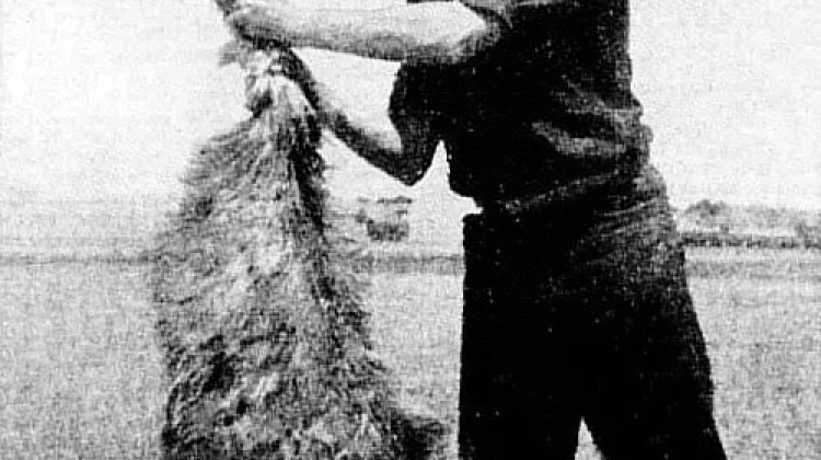 Perang Emu 1932: Saat Militer Australia Dikerahkan Menghadapi Ribuan Burung Emu