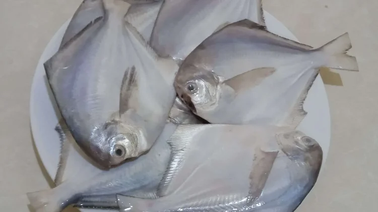 Beragam Manfaat Ikan Bawal bagi Kesehatan