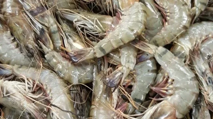 Cara Tepat Mengolah Udang agar Tidak Amis dan Tetap Segar