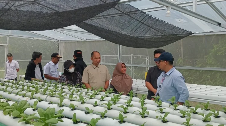 Greenhouse Warga Rempang Binaan PT MEG Tarik Perhatian Bappeda
