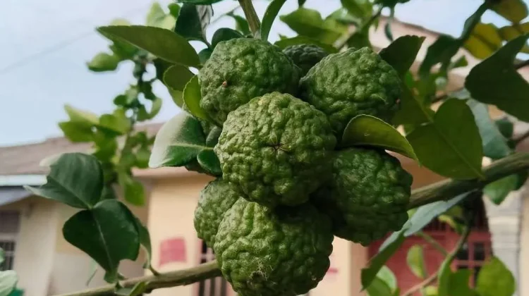 Berbagai Manfaat Bergamot untuk Kesehatan