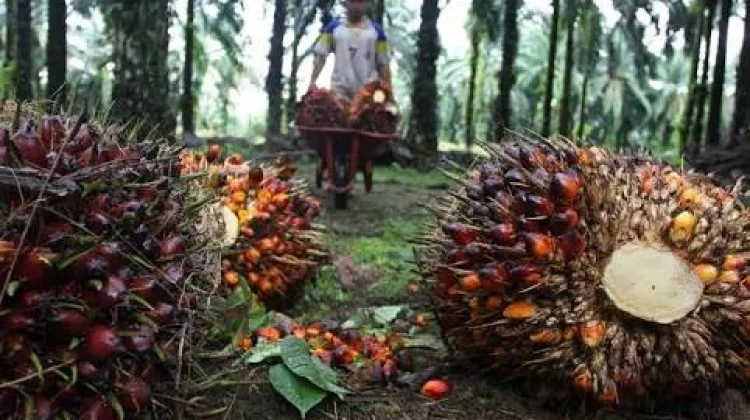 Produk Turunan Sawit Dinilai Punya Prospek Besar