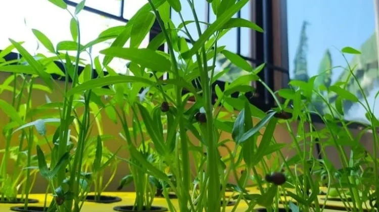 Kangkung Bisa Dipanen Berulang Kali, Begini Caranya