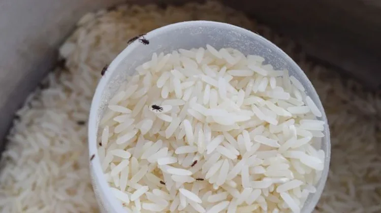 Bawang Putih, Cara Sederhana Mengusir Kutu Beras