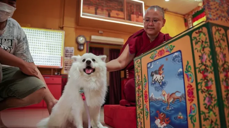 Kuil Buddha di Singapura Gelar Pemberkatan Hewan Peliharaan