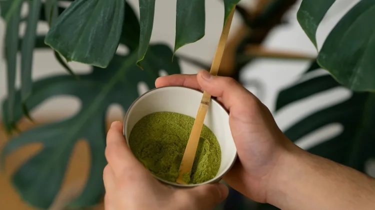 Matcha Berpotensi Menjaga Kulit Tetap Sehat