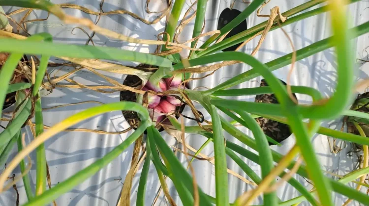 BRIN Kembangkan Bawang Merah untuk Dataran Rendah, Klaim Tembus 15 Ton per Hektare