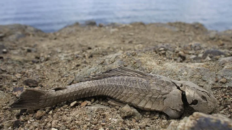 Misteri Ikan Sapu-Sapu Hidup Lagi usai Kekeringan