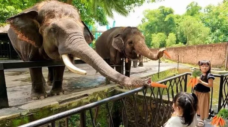 Gajah Punya Hari Internasional Yuk Simak !