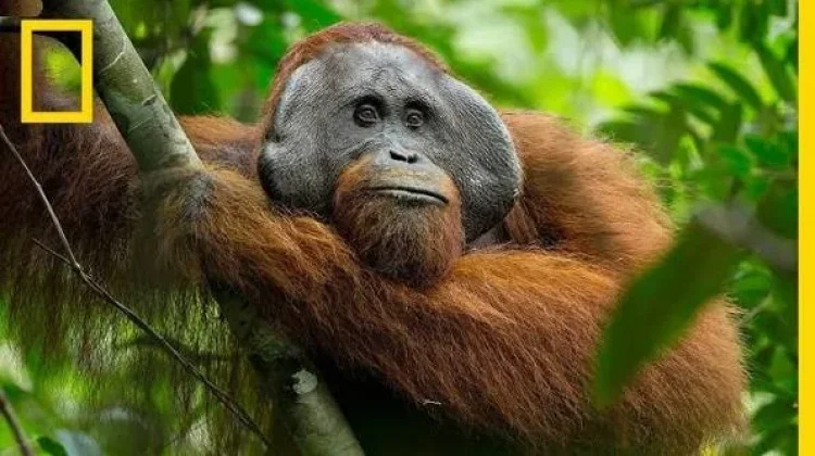 Hari Orang Hutan Internasional
