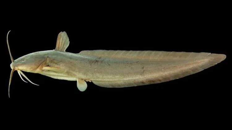 Bahaya dari Sengat Patil Ikan Sembilang