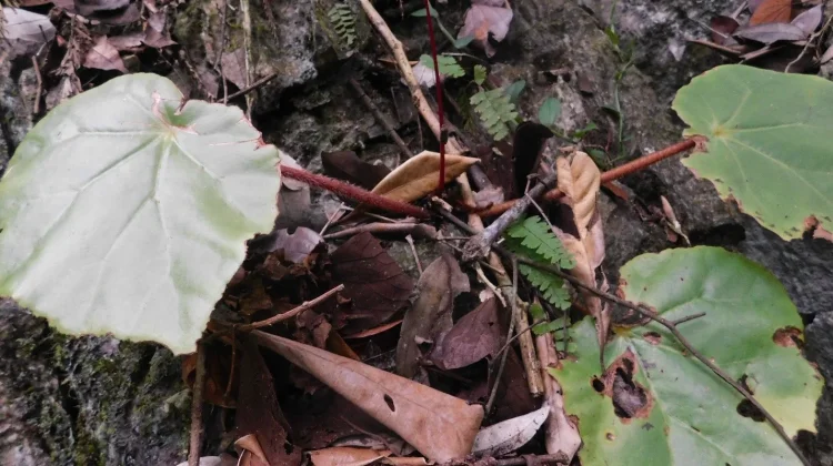 Begonia Halabanensis Ditemukan Kembali di Sumatera Barat setelah 76 tahun