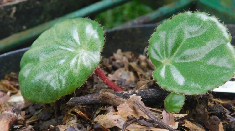Begonia Halabanensis Ditemukan Kembali di Sumatera Barat setelah 76 tahun