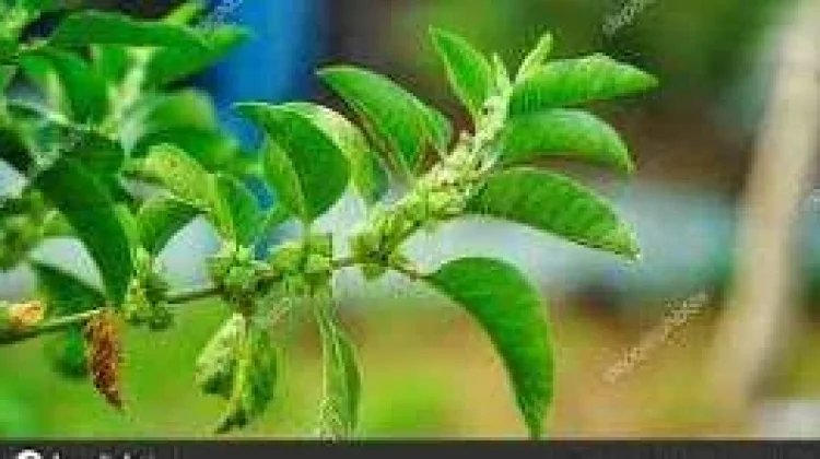 Aneka Ragam Manfaat Ashwagandha