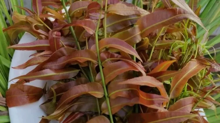 Kelakai, Sayur Favorit Kalimantan yang Kaya Zat Besi