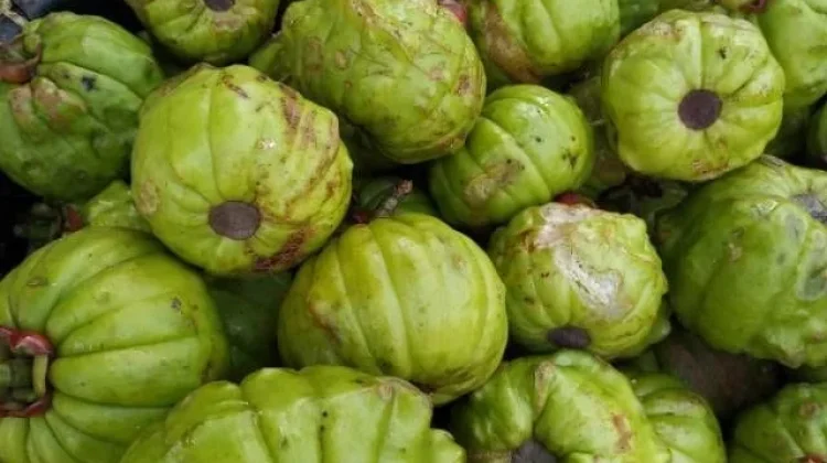 Asam Gelugur, Pemberi Rasa Asam Segar yang Punya Potensi Bantu Kontrol Berat Badan