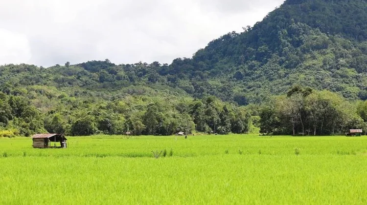Varietas Padi yang Umum di Konsumsi di Indonesia