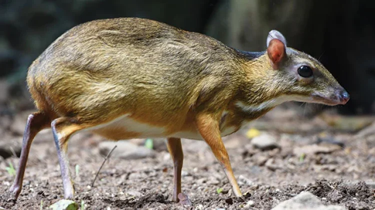 Mengenal Pelanduk Napu, Mamalia Mungil Penghuni Hutan Asia Tenggara