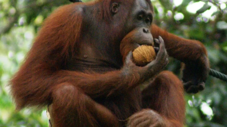 Orang Utan, Kera Besar Penghuni Hutan Indonesia yang Terancam Punah