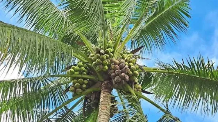 Pentingnya Hari Kelapa Sedunia atau World Coconut Day