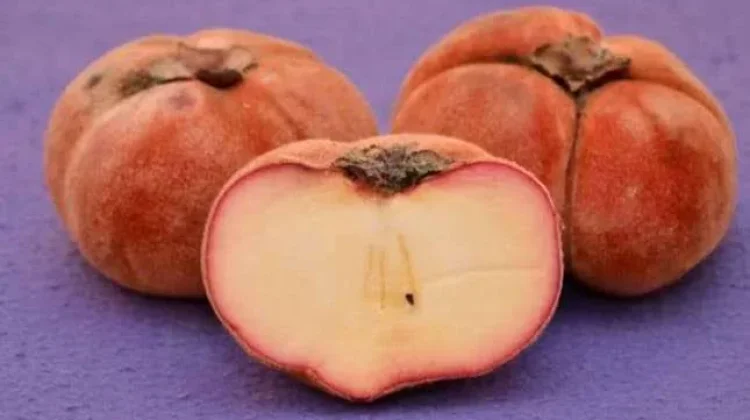 Berbagai Manfaat Buah Mentega untuk Kesehatan