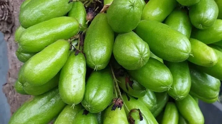 Berbagai Manfaat Belimbing Wuluh untuk Kesehatan Pria