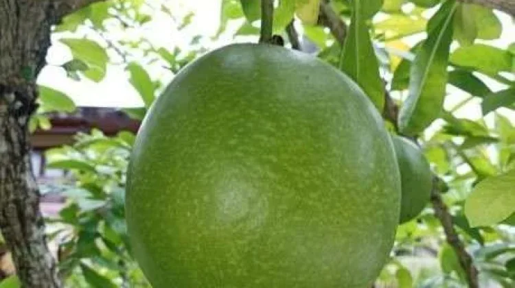 Beragam Manfaat Buah Maja