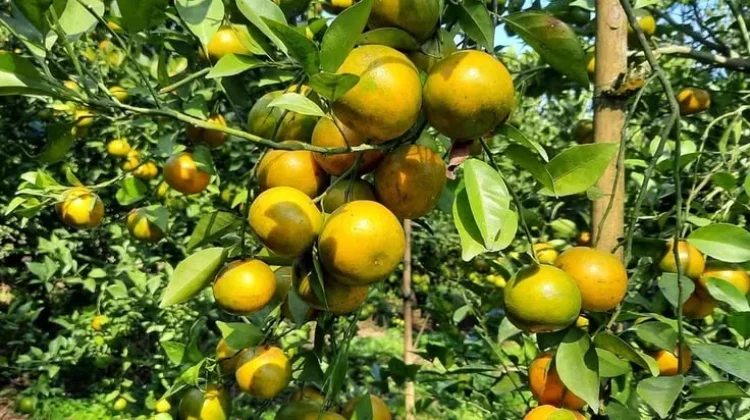 Berikut Buah Buahan yang bisa Bantu Turunkan Asam Urat