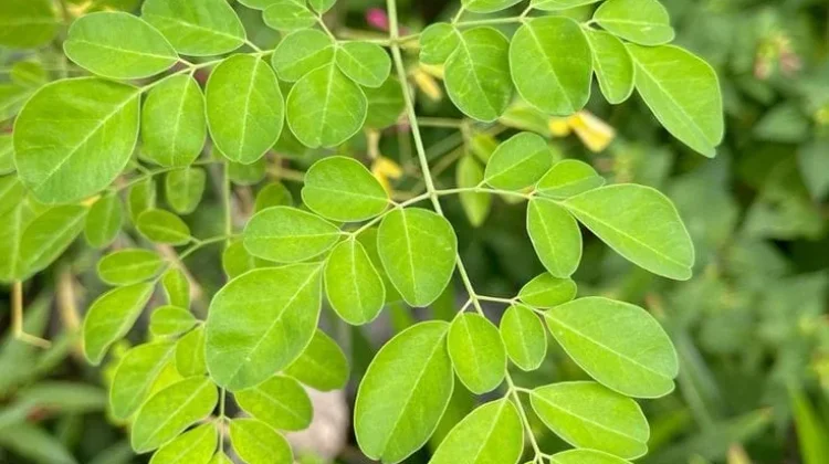 Daun Kelor, Si Kecil yang Kaya Nutrisi