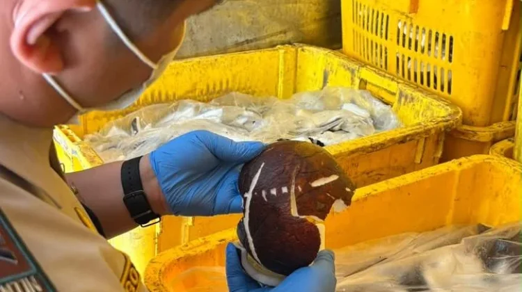 Karantina Kepri Awasi Ekspor 9,2 Ton Daging Kelapa ke Singapura