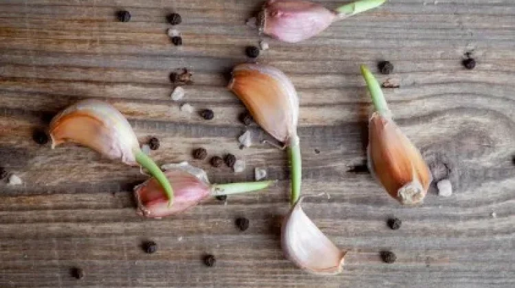 Bawang Putih Bertunas, Masih Aman Dikonsumsi? Ini Penjelasannya