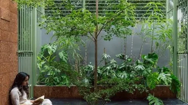 Manfaat Menanam Pohon Peneduh di Halaman Rumah
