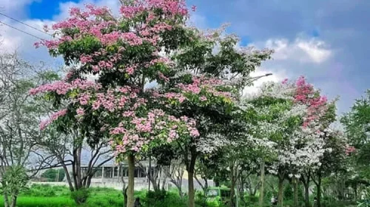 Pohon Peneduh untuk Membuat Jalan Lebih Nyaman